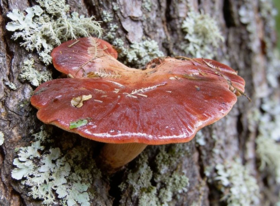 Lingua di Bue (Fistulina hepatica): caratteristiche, morfologia, habitat, proprietà